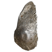 Early Northern Trade Coinage, Narhan-Chirand-Muzaffarpur Culture, Attributed To Shakya Janapada, Silver 32 Mashakas (c. 440-400 BC)